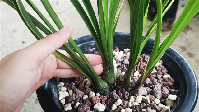 养兰花,芦头养护是"重中之重",巧用几招养好它