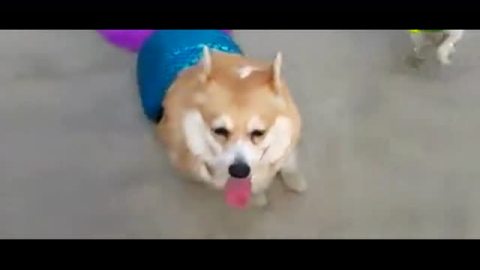快看 海边那个是什么 哇塞是一只美人犬 哈哈