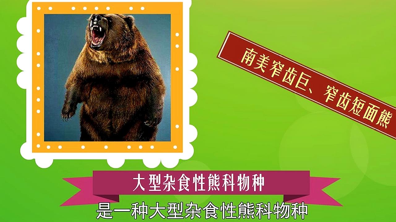 熊类巧了解,一起看看吧