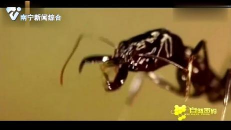 大齿猛蚁身体纤长 但是肌肉发达 还有巨大的颚骨 爱言情