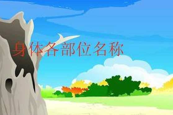 女性身体各部位名称 百度