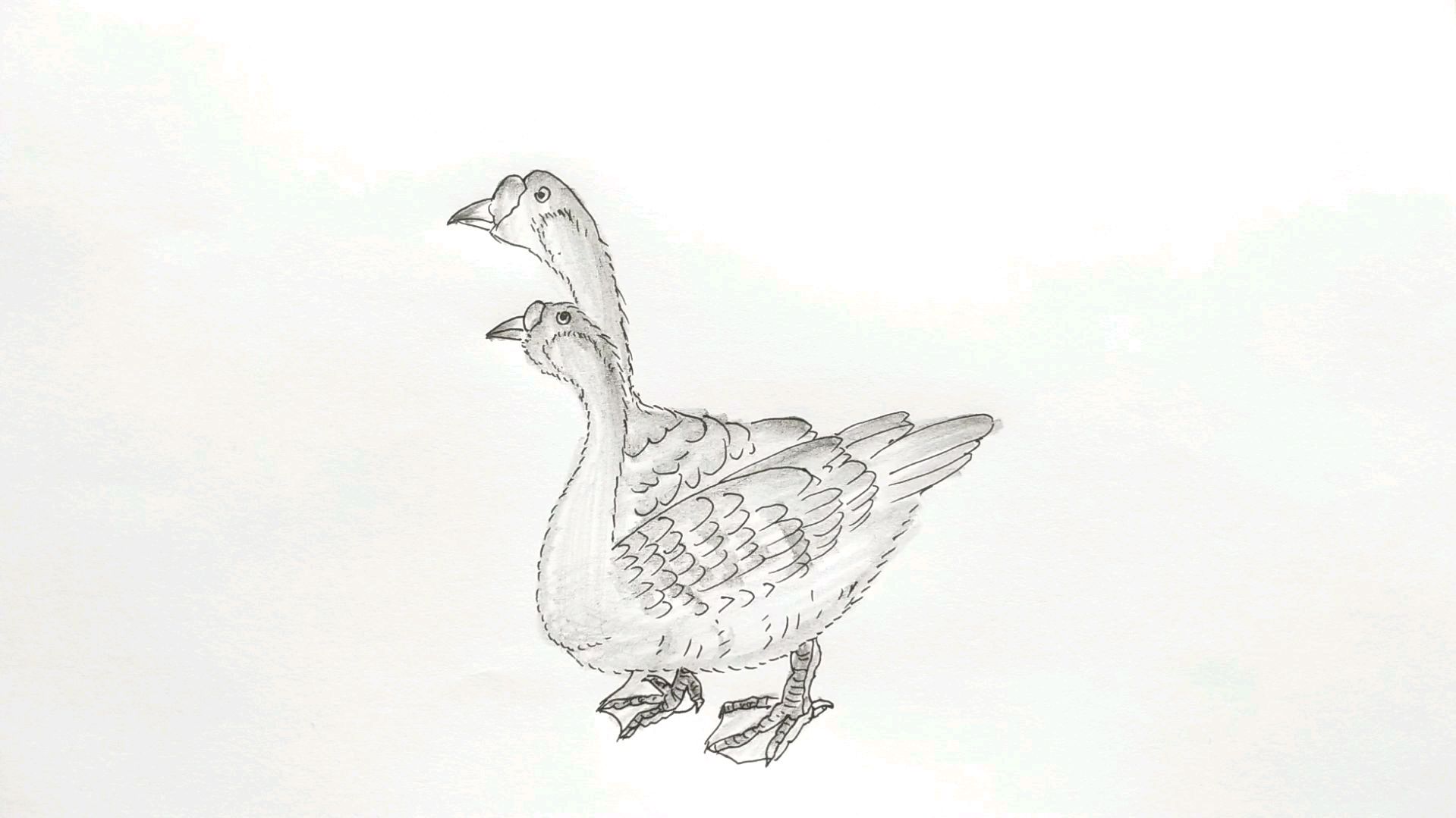 可爱小鸭子,简单来绘画