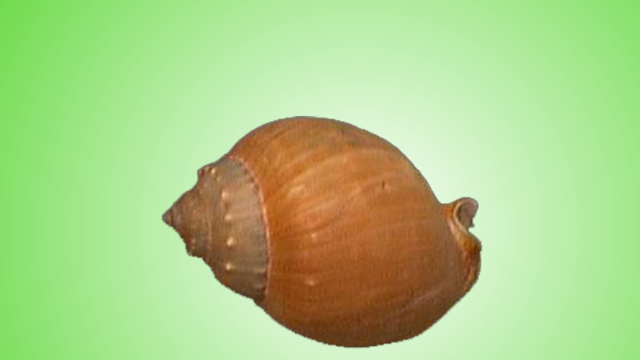 鬘螺品种知识科普