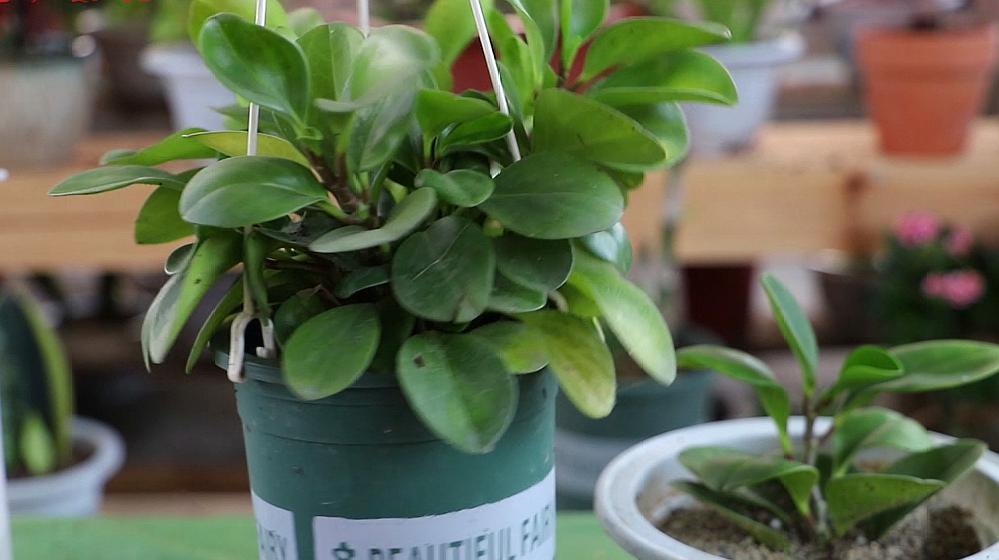 好简单,半片叶子就能繁殖一盆豆瓣绿,真好