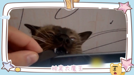 猫的虎牙摔断了还会长新牙吗 相关视频 猫咪的牙断了半截还能长回来吗