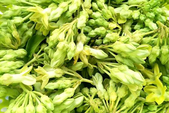 食用夜香花 百度 食用夜香花 百度