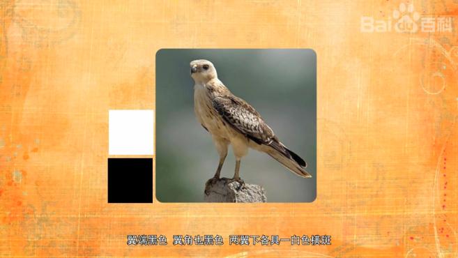 带你了解不同品种的鵟