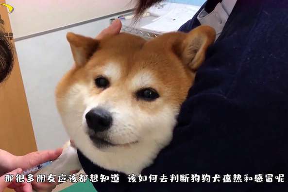 狗狗喘气急促是犬瘟 百度
