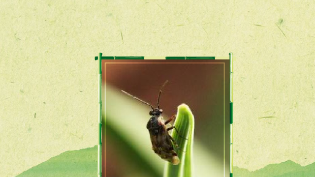 这样  00:45  来源:好看视频-原来微小花蝽长这样 3原来花蝽科长这样