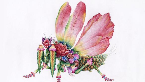 全世界最珍贵稀有的螳螂,美丽庞大身形被人称为螳螂之王