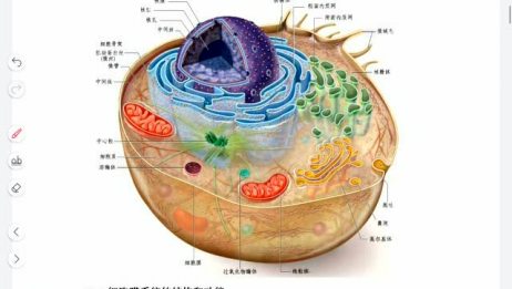 植物细胞和动物细胞基本结构认识 爱言情 爱生活爱言情