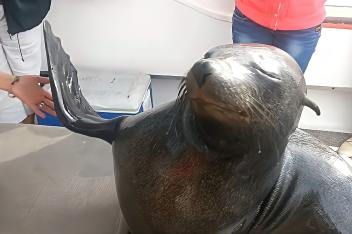 海豹拍手表情包gif 百度视频搜索 海豹拍手表情包gif 百度视频搜索