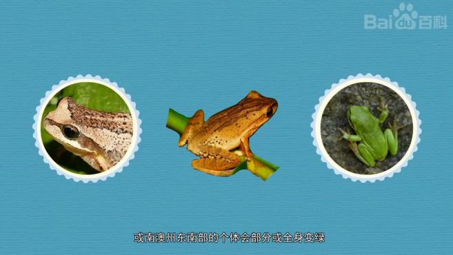 树蛙的种类有哪些