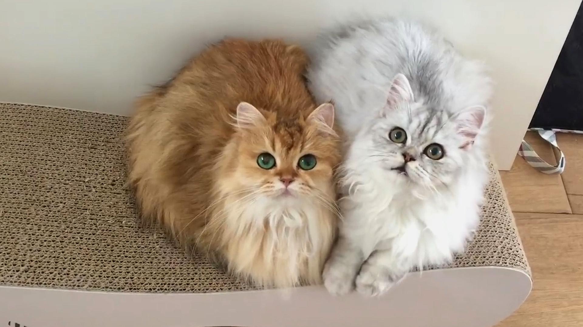 如何让两只猫迅速混熟?