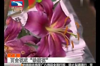 猫咪舔了百合花粉会怎么样 百度视频搜索 猫咪舔了百合花粉会怎么样 百度视频搜索