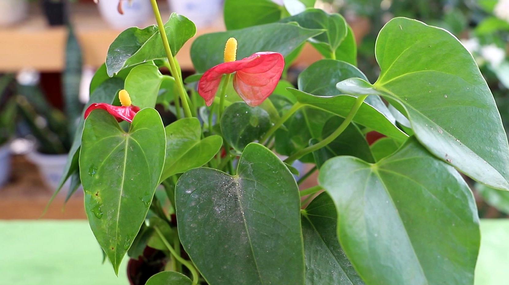 6红掌叶子干边且发黄是因为浇水不当造成的,浇水时先查看土壤干湿度