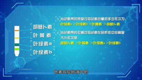高考生物第3讲 叶绿体中色素的提取与分离实验 爱言情