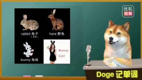 Rabbit英语怎么读音