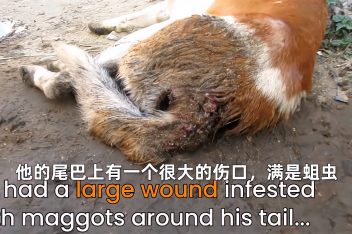 狗身上全是蛆视频 百度视频搜索 狗身上全是蛆视频 百度视频搜索