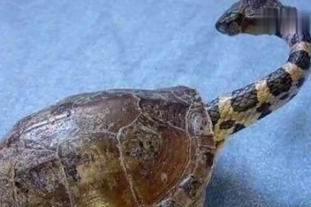 玄武为什么是龟和蛇在一块 百度视频搜索 玄武为什么是龟和蛇在一块 百度视频搜索