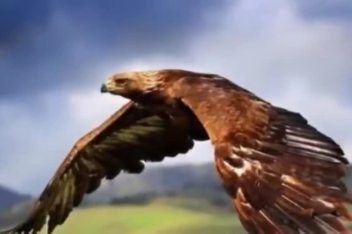 山鹰之歌排箫铃声 百度视频搜索