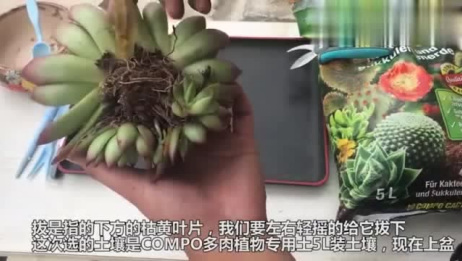 多肉植物野马冬云 一木教你上盆和养护 爱言情