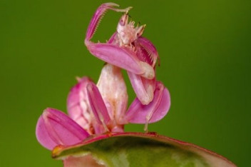 绿螳螂vs纺织娘,咀嚼对方的声音都清晰可见!