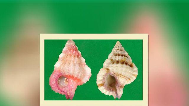 不同品种的嵌线螺,你认识几种?