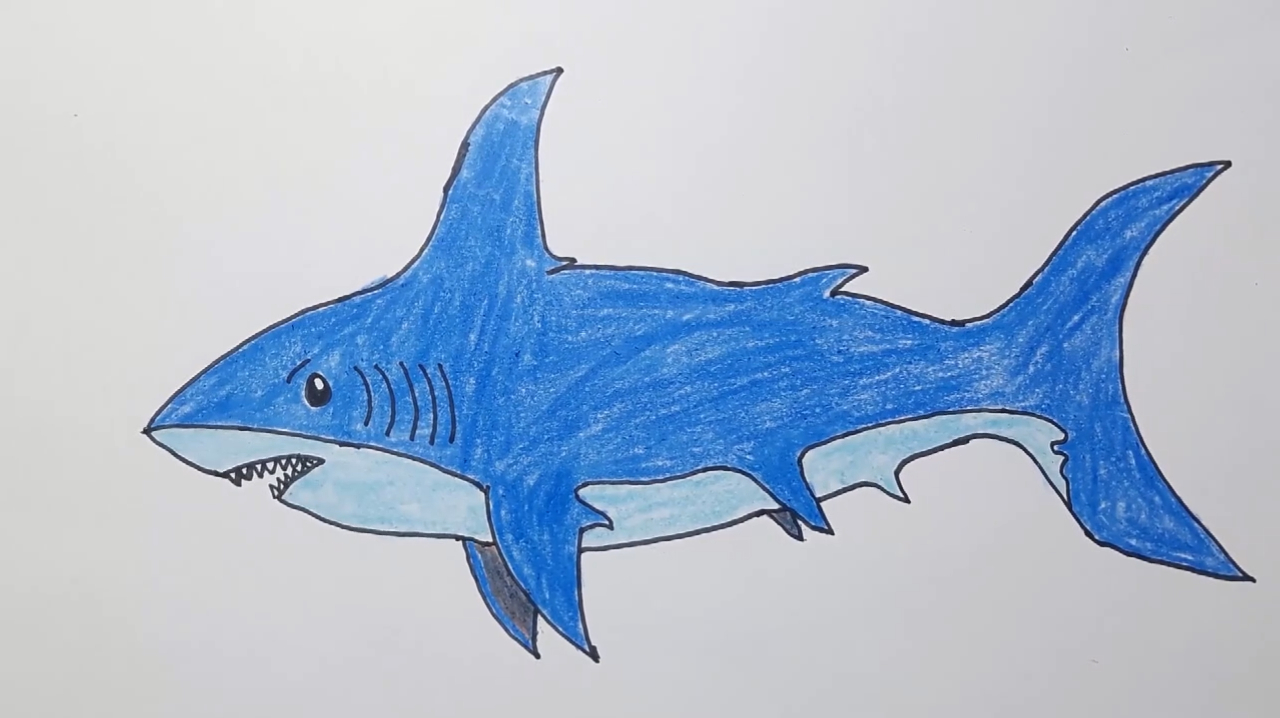 轮廓画出来,鲨鱼的嘴巴要画的特别的大,眼睛也很大,颜色主要涂成蓝色