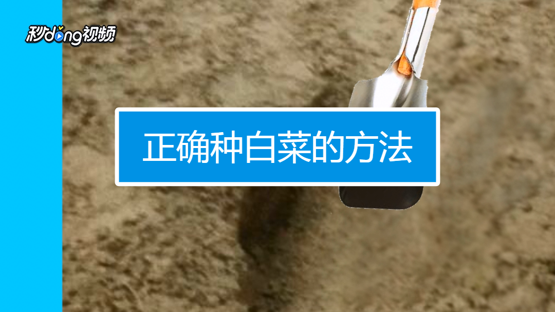 正确种白菜的方法