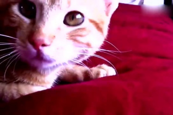 猫鼻子不通气能自愈吗 百度视频搜索